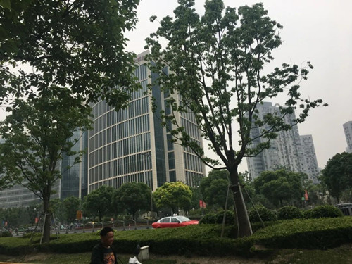 上海办公楼出租，总投资60亿元，占地约3.8万平方米