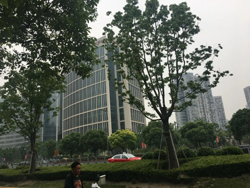 上海办公楼出租，总投资60亿元，占地约3.8万平方米