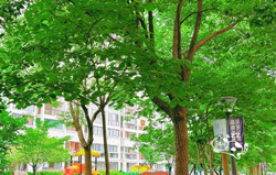 和泰苑二期小区实景图